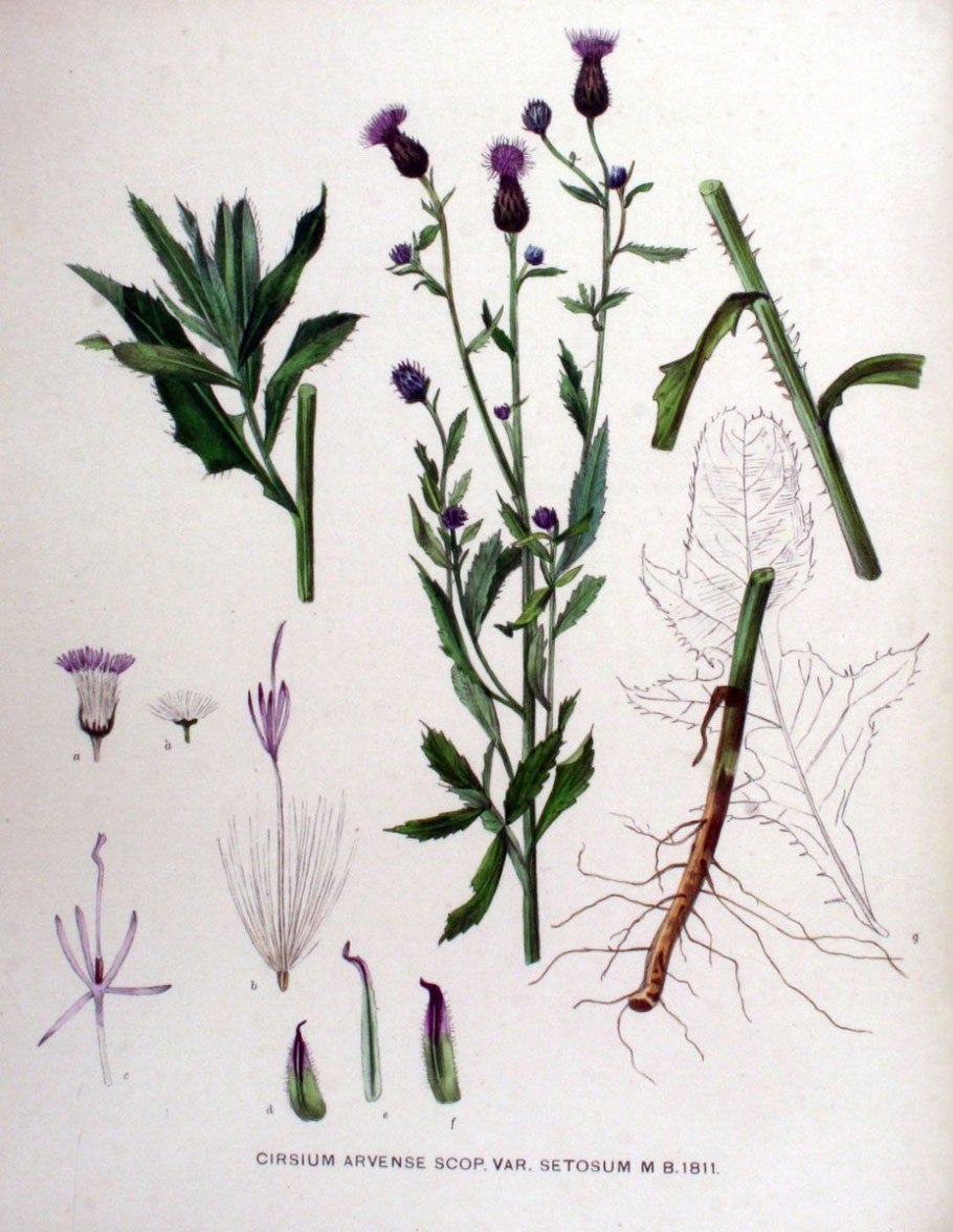 Бодяк и чертополох отличия