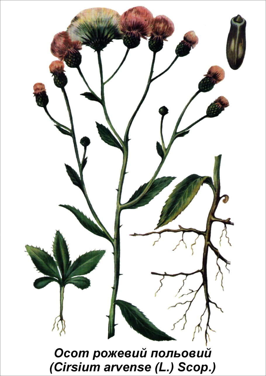 Репей чертополох Бодяк