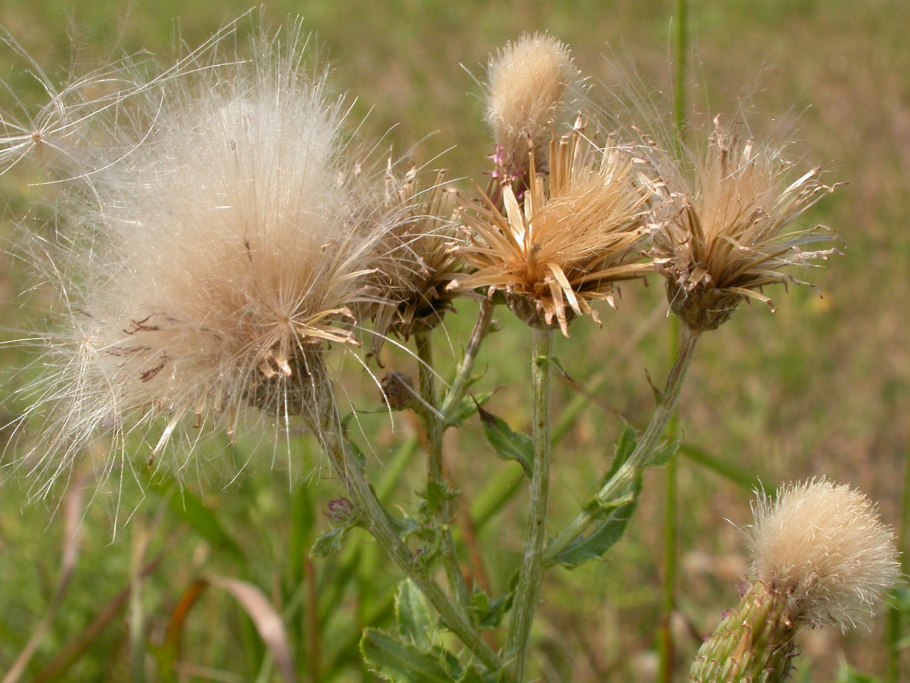 Бодяк обыкновенный (Cirsium vulgare)