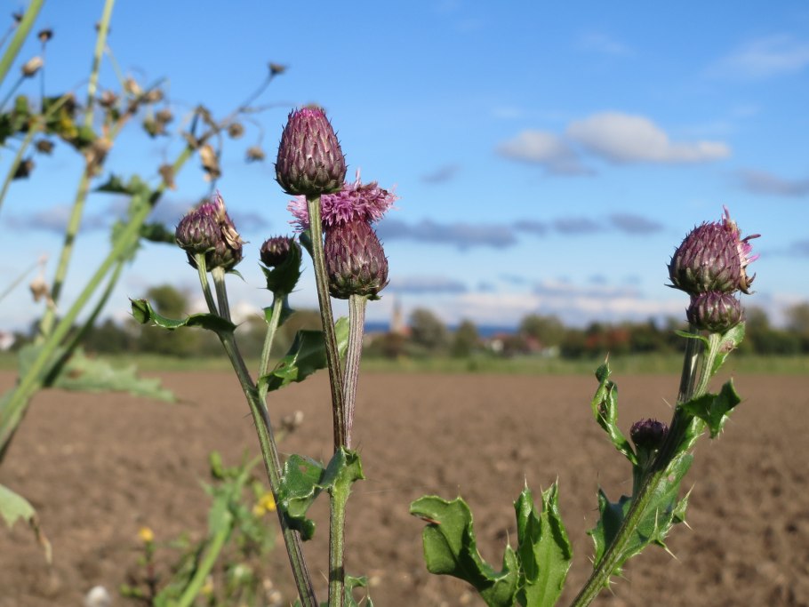 Бодяк полевой (Cirsium arvense)