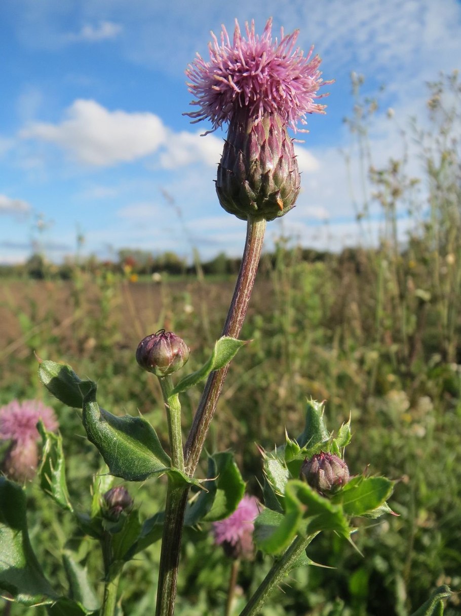 Cirsium arvense l. SCOP.