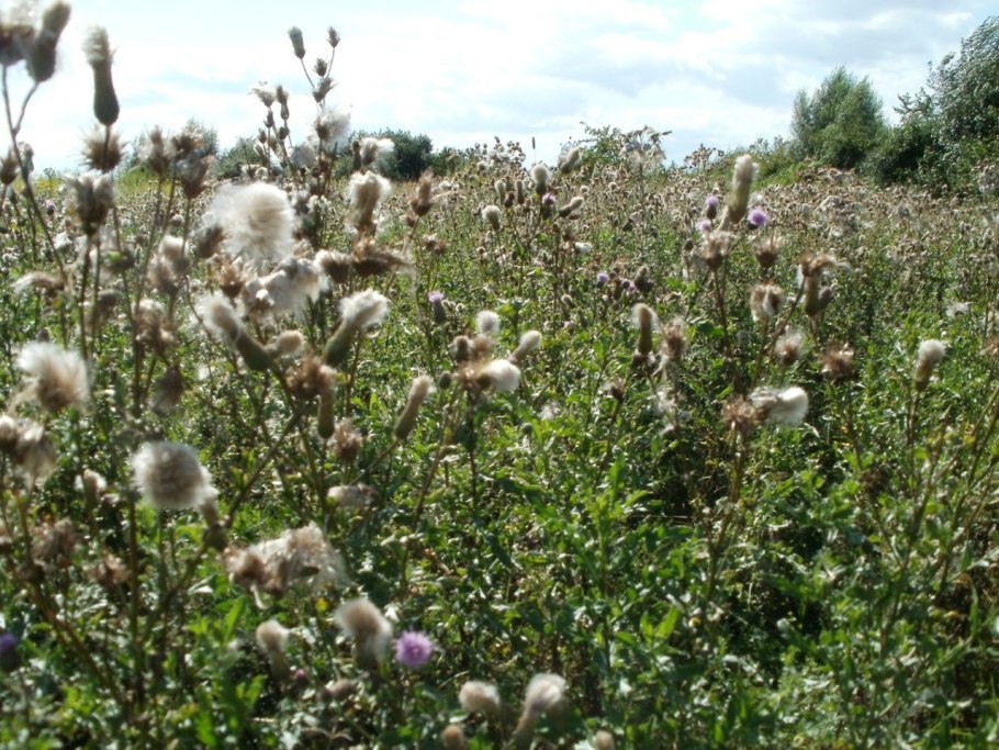 Осот полевой на белом фоне