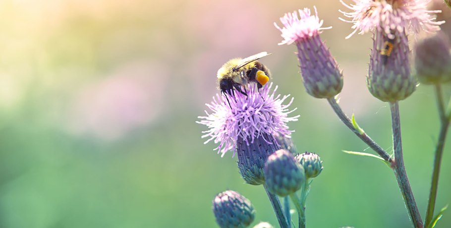 Бодяк Василек Луговой