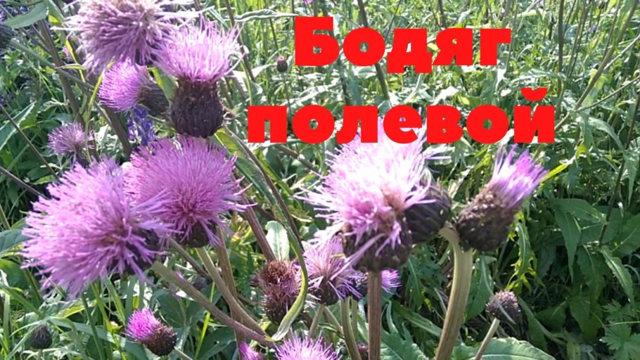 Cirsium acaule (Stemless Thistle)