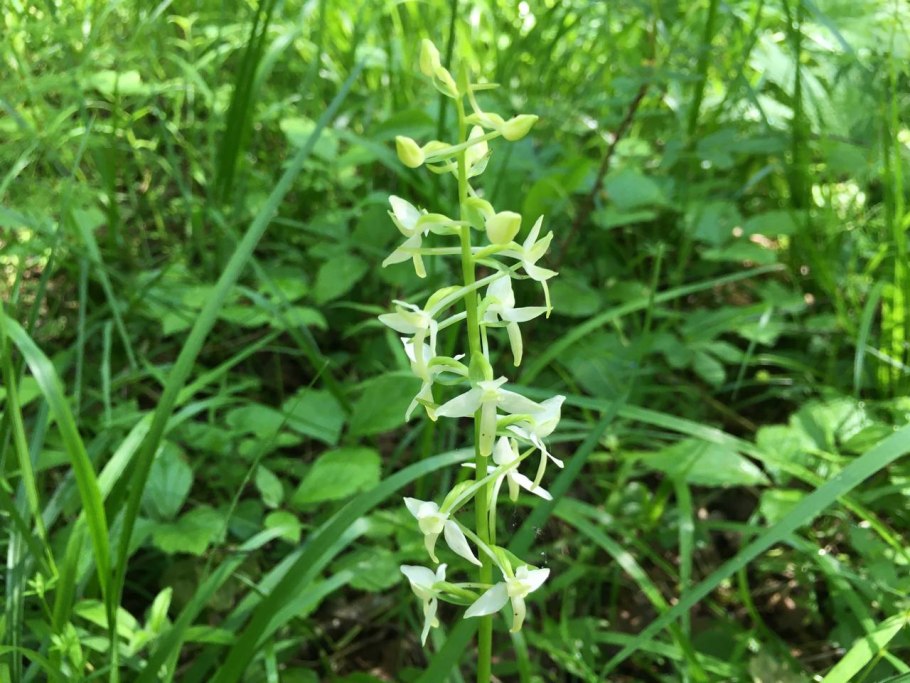 Любка зеленоцветковая Platanthera chlorantha