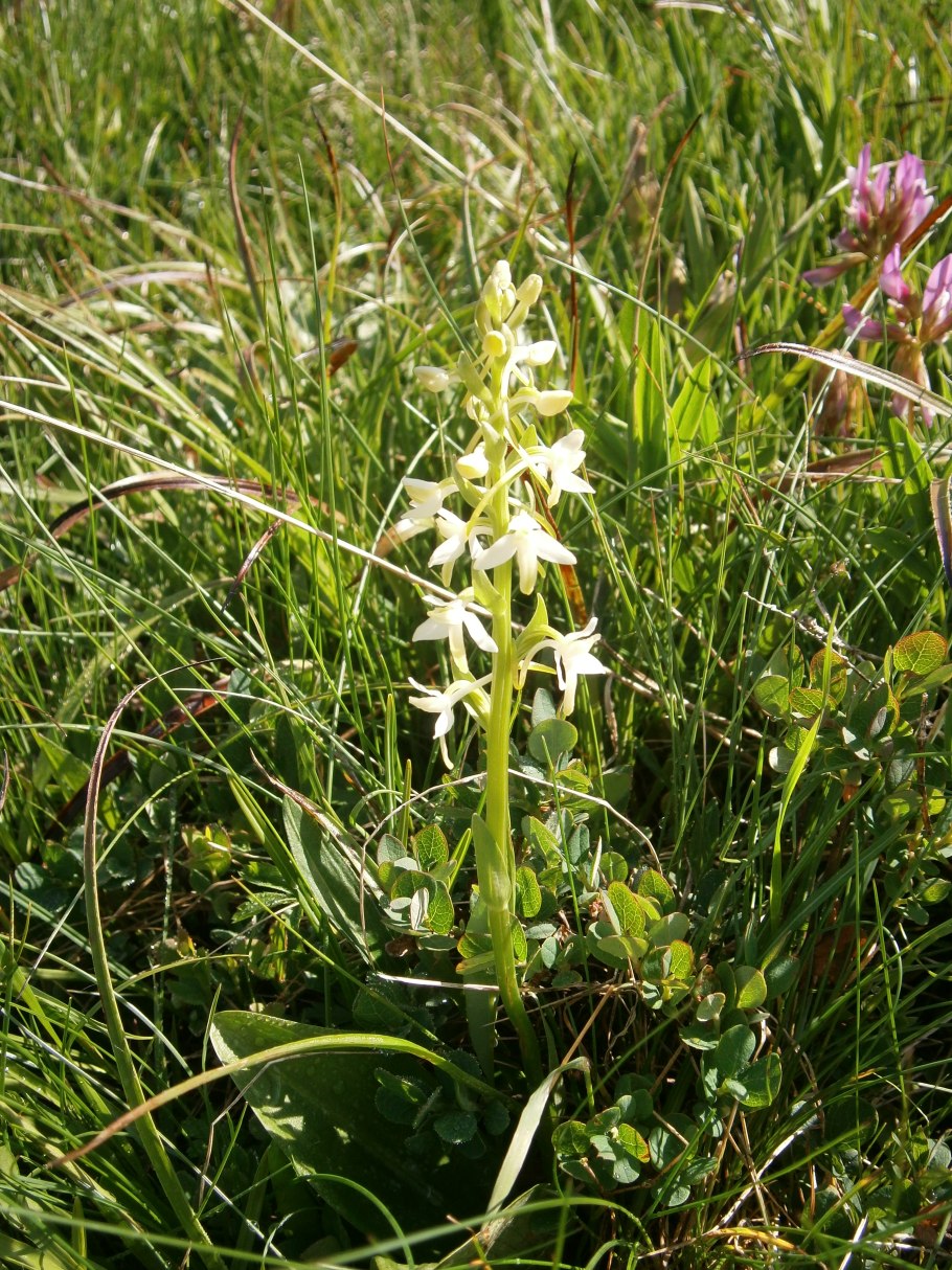 Любка двулистная (Platanthera bifolia)