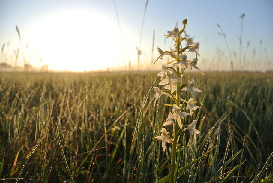 Любка двулистная (Platanthera bifolia)