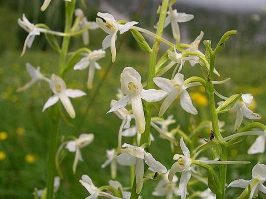 Любка двулистная (Platanthera bifolia)