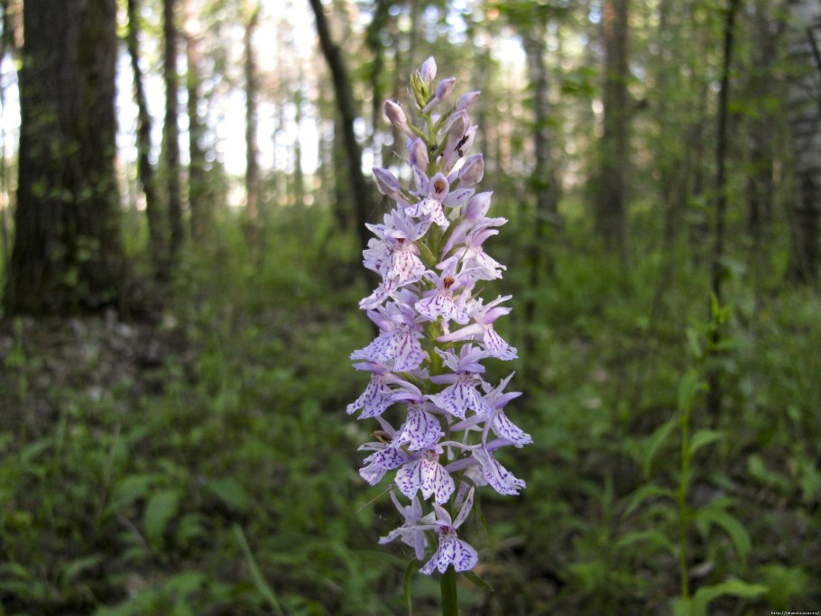 Двулистная Любка, или ночная фиалка