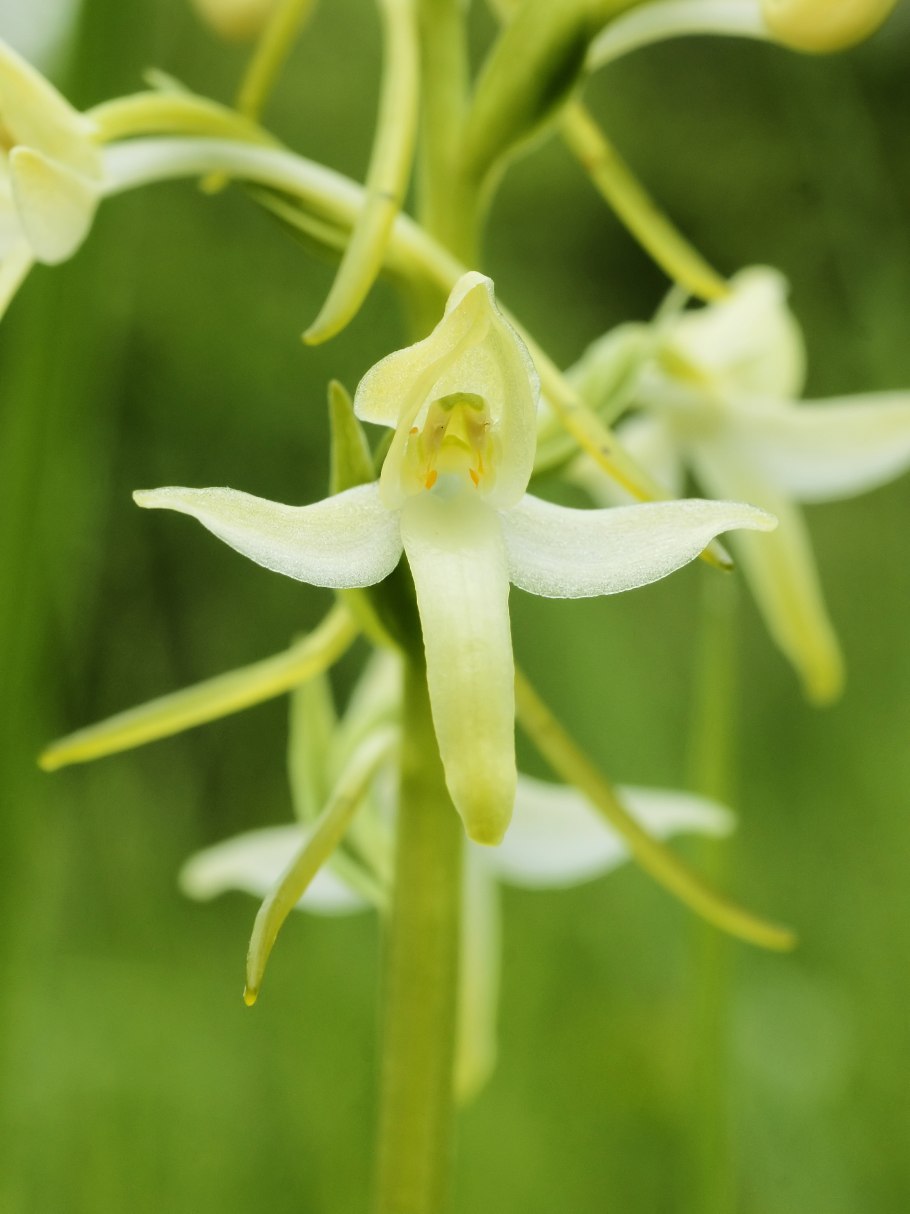 Platanthera bifolia