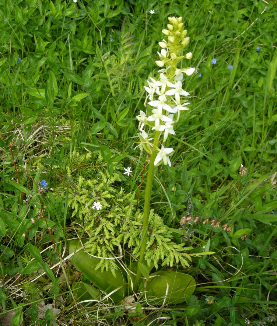 Любка двулистная (Platanthera bifolia)