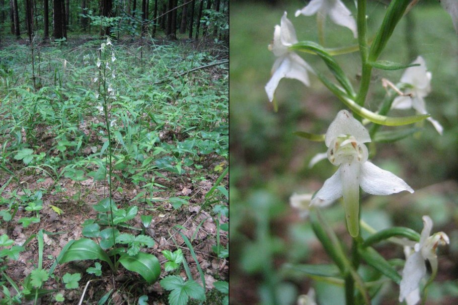 Любка двулистная клубни