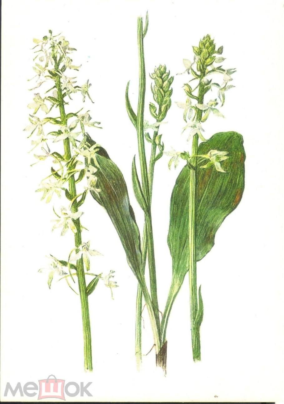 Северная Орхидея - Любка двулистная