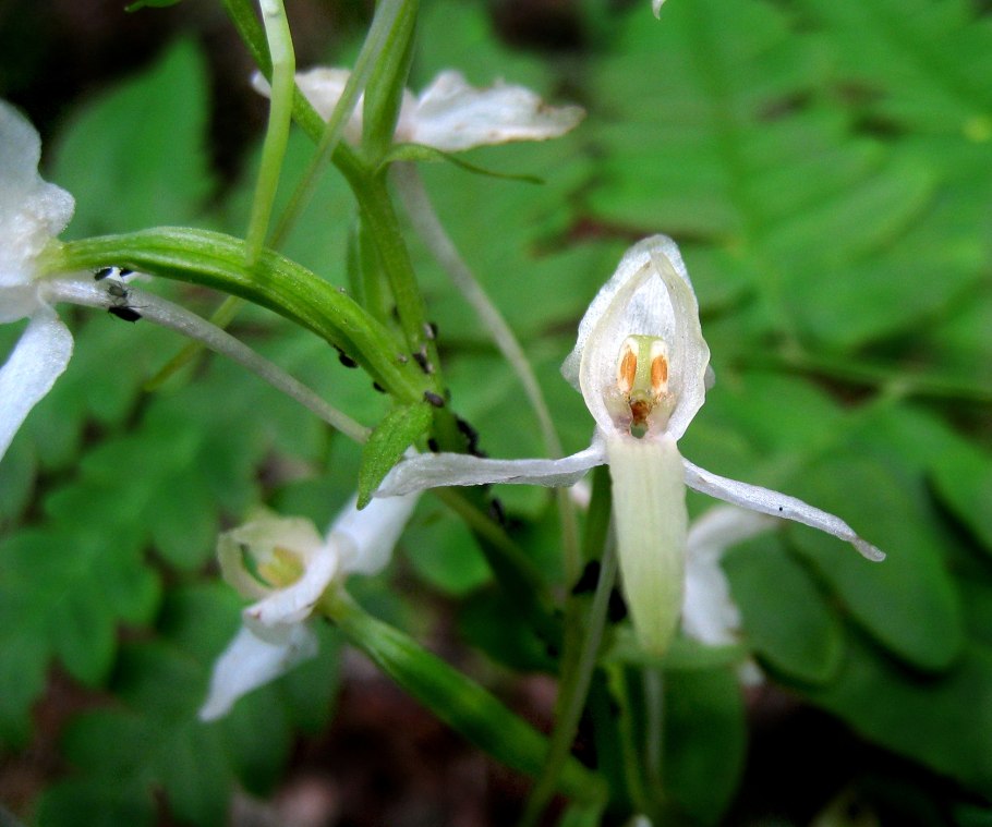 Любка зеленоцветковая