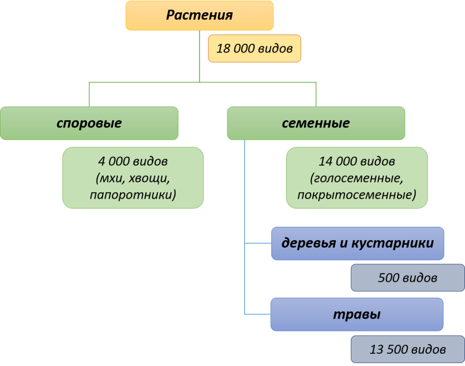 Плаун моховидный