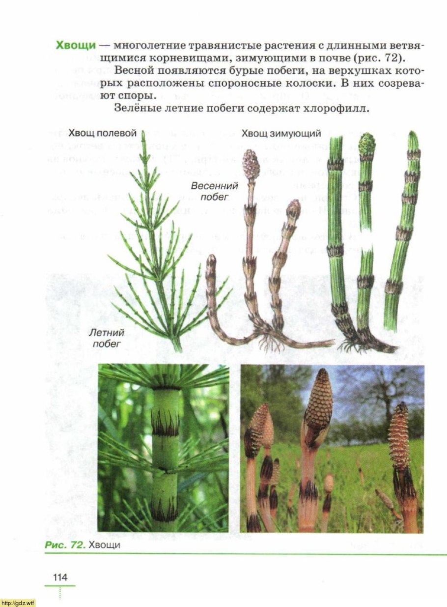 Плаун булавовидный (Lycopodium clavatum)
