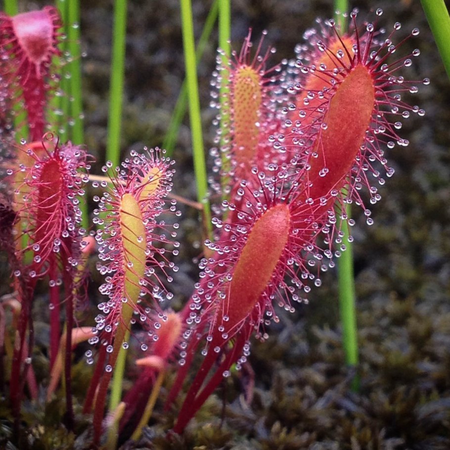 Кувшинка четырёхгранная