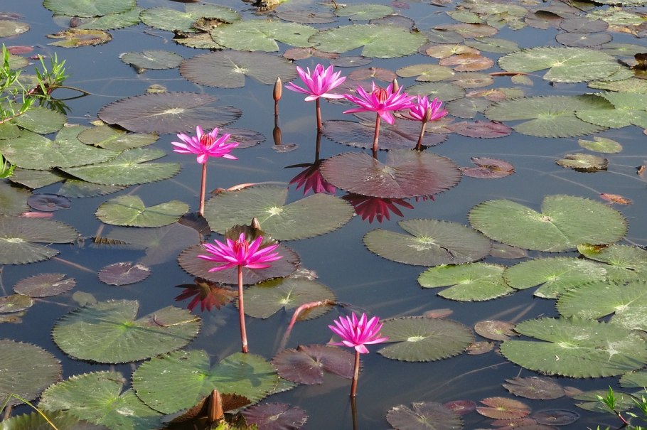 Лилии и кувшинки в пруду