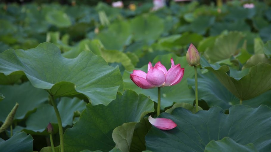 Сибирские подснежники на Байкале