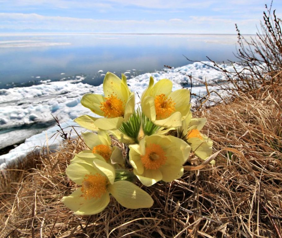 Священное водное растение для народов Юго Восточной Азии