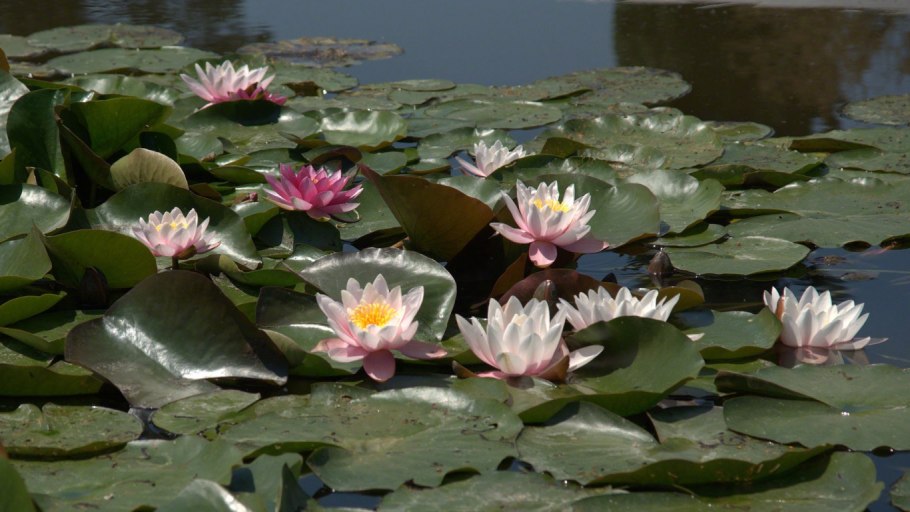 Кувшинка четырехгранная (Nymphaea Tetragona)