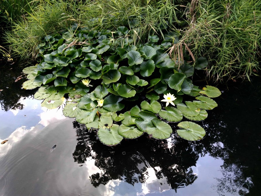 Эксперимент цветы лотоса