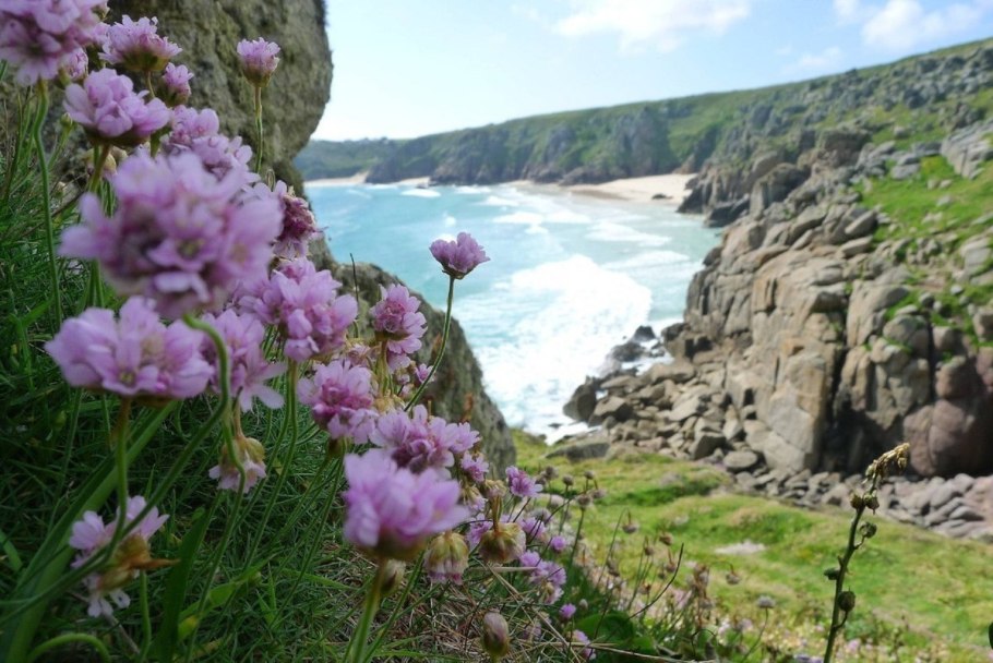 Лотус природа