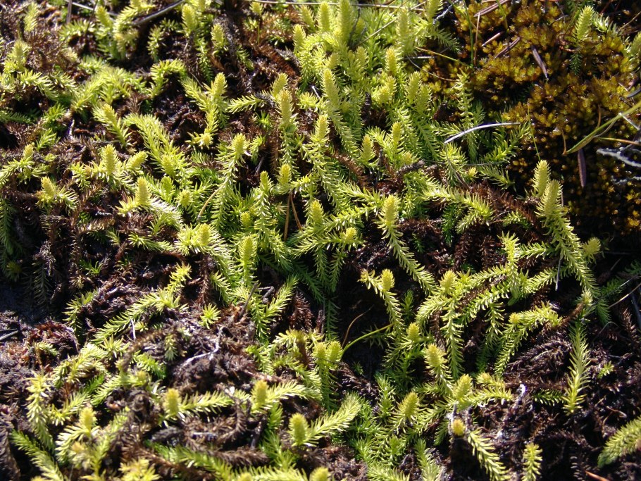 Ликоподиелла заливаемая красная книга