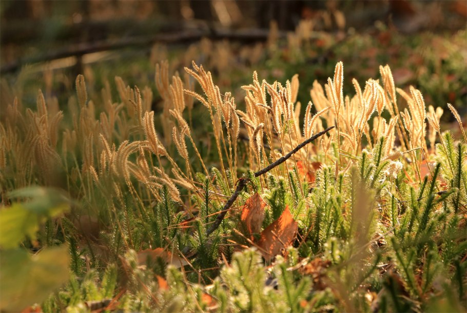 Плаун колючий