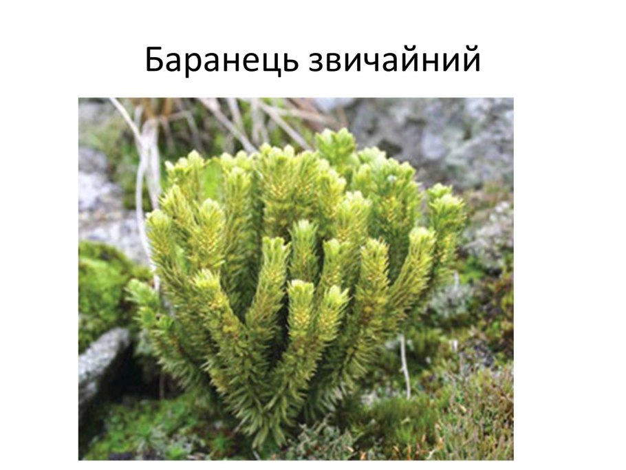 Баранец обыкновенный Плауновидные