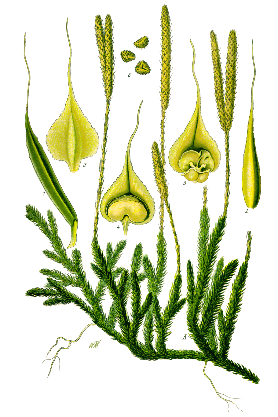 Плаун булавовидный (Lycopodium clavatum)