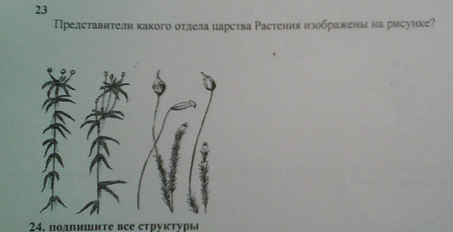 Псевдокаллиергон плауновидный