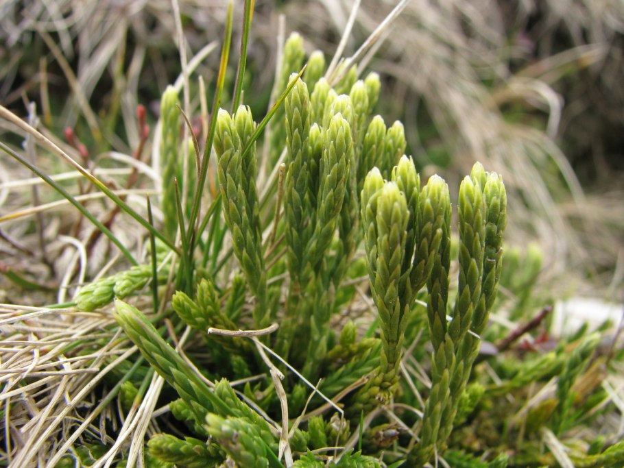 Дифазиаструм Альпийский,плаун Альпийский