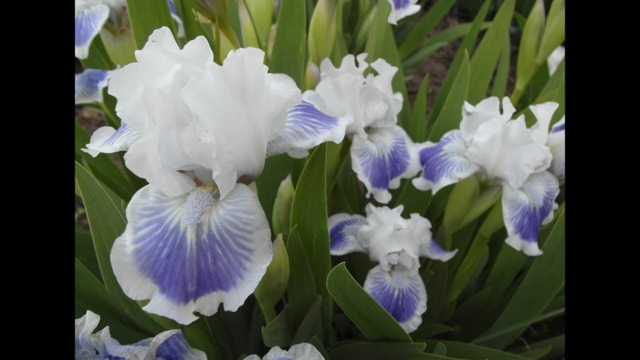 Ирис карликовый Volts