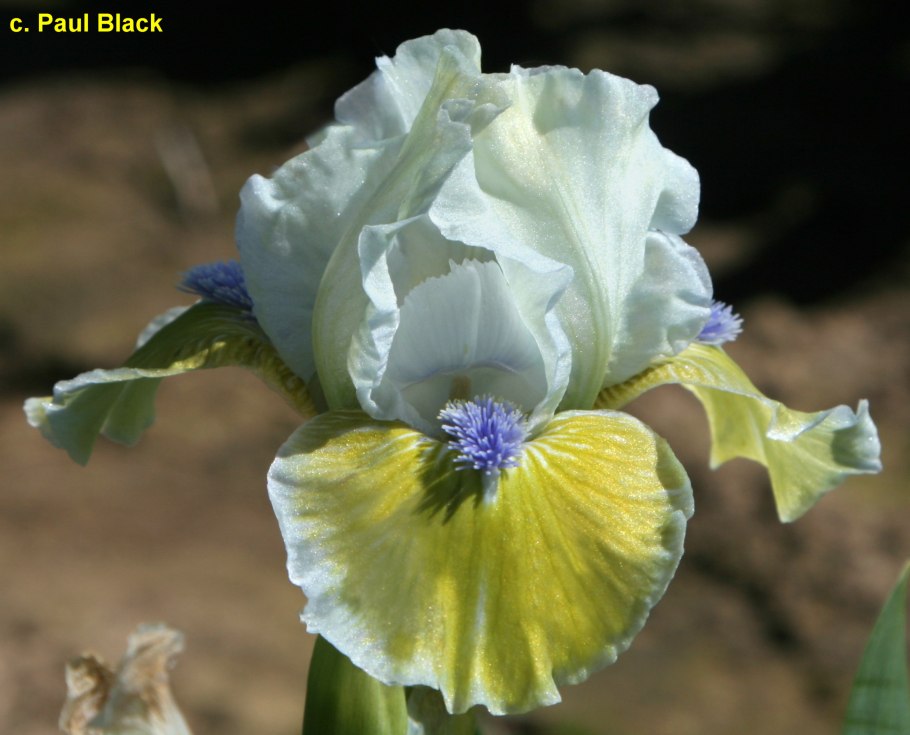 Ирис карликовый Ларрикин