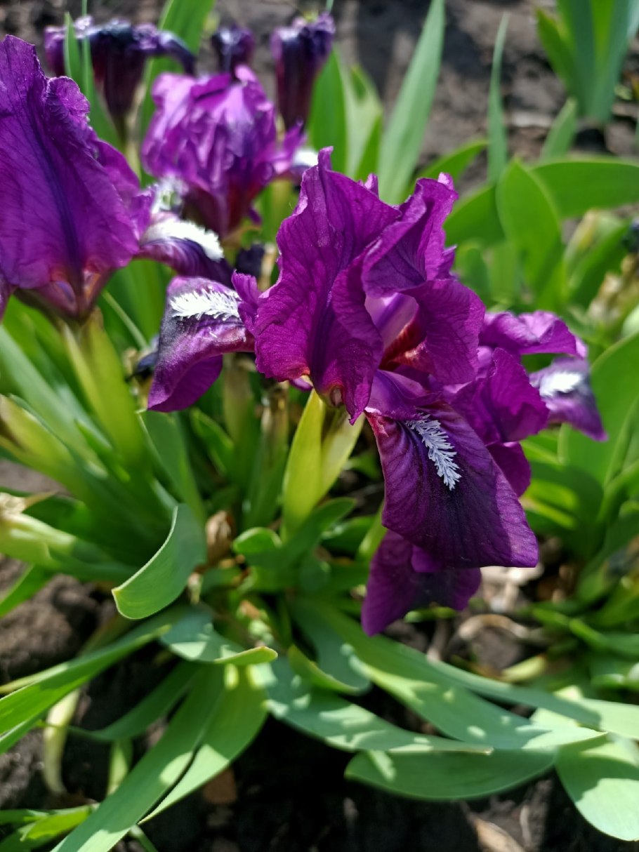 Ирис карликовый Петит полька