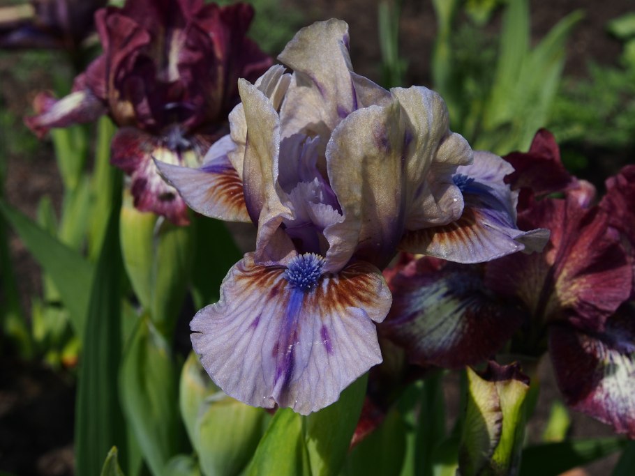 Ирис карликовый retort