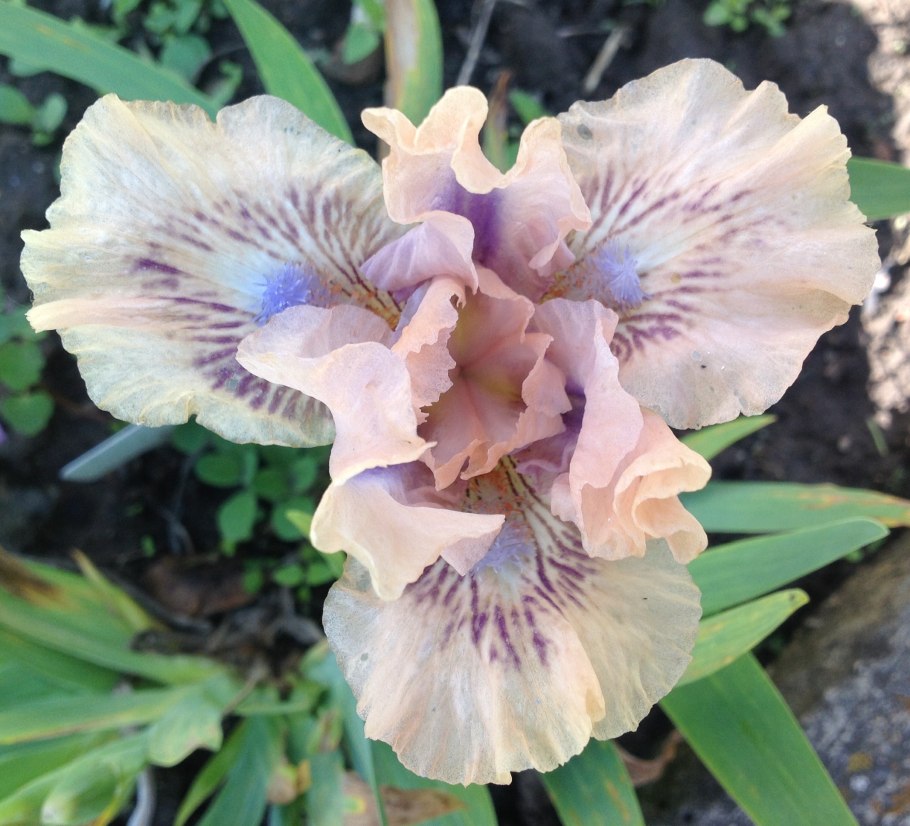 Карликовый Ирис Ринджер