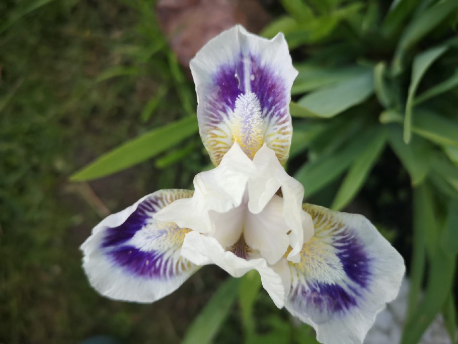 Ирис Парадиз германский