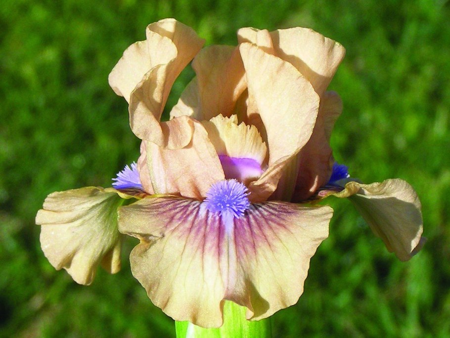 Ирис сиреневый