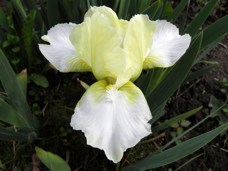Ирис низкий — Iris pumila