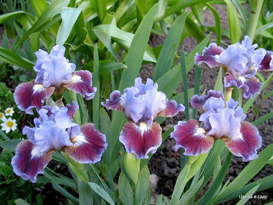 Ирис карликовый Тинкер Белл