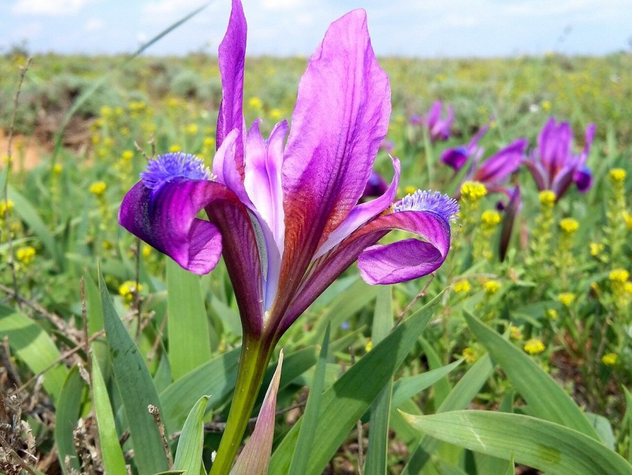 Ирис карликовый Cimmaron Rose