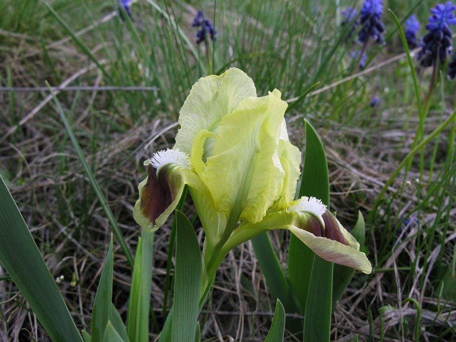 Карликовый Ирис мини драгон