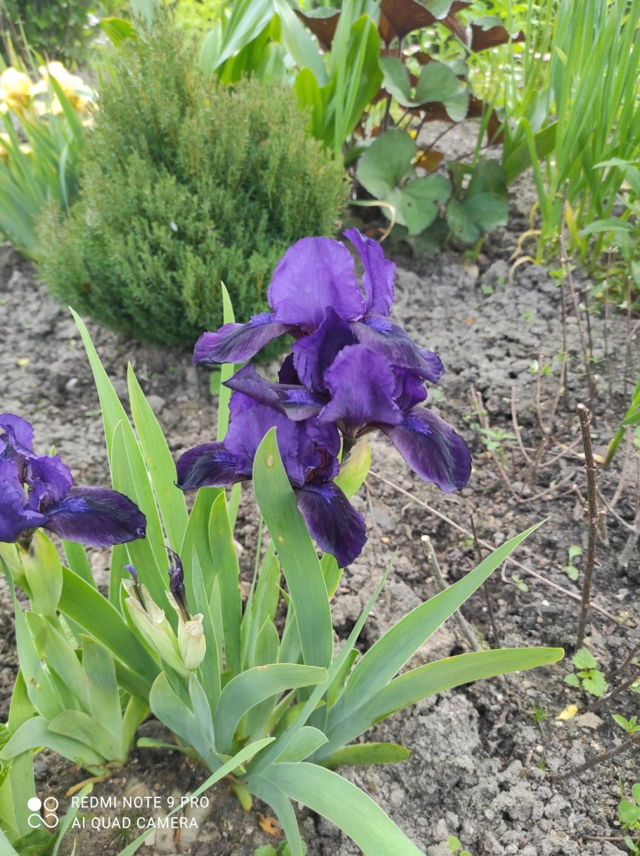 Ирис карликовый нейтрон