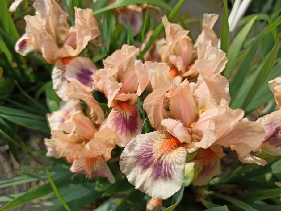 Iris Brown spotted Yellow