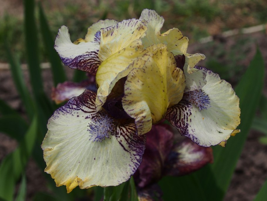 Iris Dwarf перевод