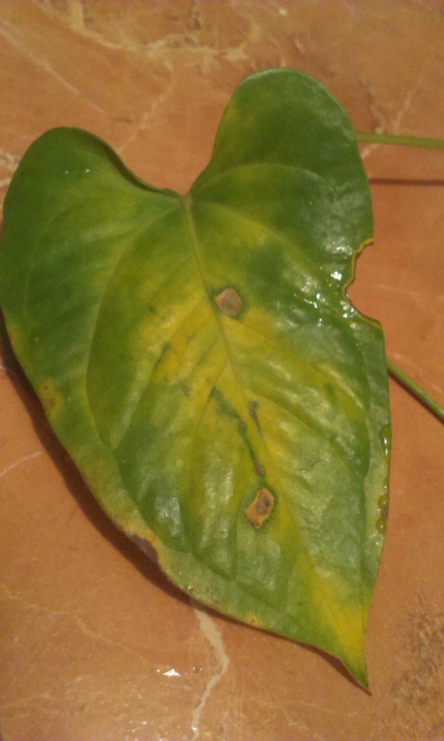 Anthurium Amnicola