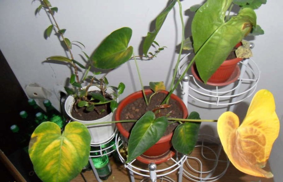 Anthurium цветок черные пятна
