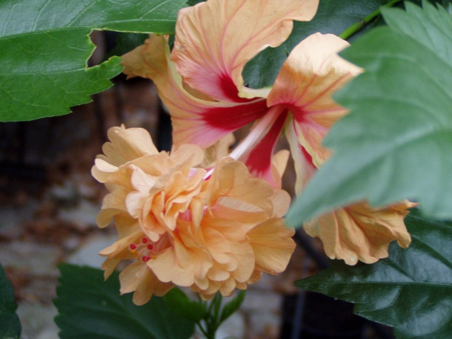 Гибискус el Capitolio Tequila Sunrise